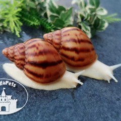 Achatina achatina Ślimaki Lissachatina Archachatina do terrarium