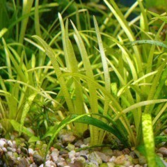 Sagittaria subulata Strzałka skrzydlasta, wysyłka