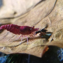 Krewetki Neocaridina Bloody Mary