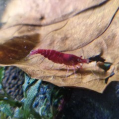 Krewetki Neocaridina Bloody Mary