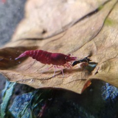 Krewetki Neocaridina Bloody Mary