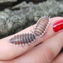 Porcellio hoffmannseggi Prosionki Kulanki Wij Karaczany Ślimaki Mrówki