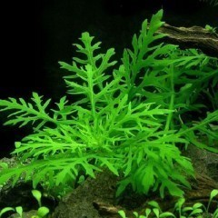 Hygrophila difformis Nadwódka zmienna trójkwiatowa Wysyłka OLX