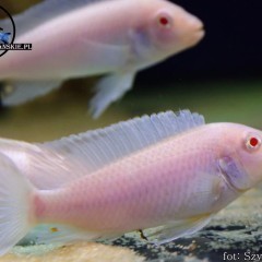 Pseudotropheus socolofi snow.Pyszczak z Malawi.