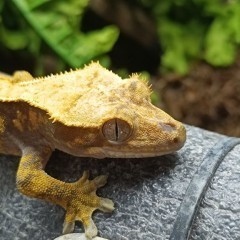 Trzy samiczki- gekon orzęsiony C.ciliatus