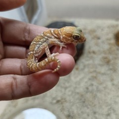 Paroedura picta - Gekon madagaskarski- urocze samczyki (stripe i amel)