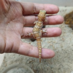 Paroedura picta - Gekon madagaskarski- urocze samczyki (stripe i amel)