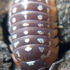 Armadillidium werneri 20os stonogi