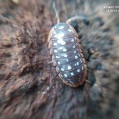 Armadillidium werneri 20os stonogi