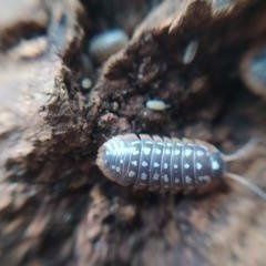 Armadillidium werneri 20os stonogi