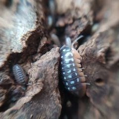 Armadillidium werneri 20os stonogi