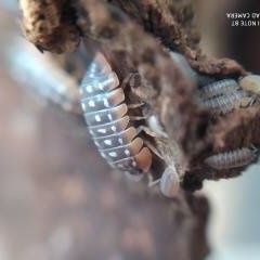 Armadillidium werneri 20os stonogi