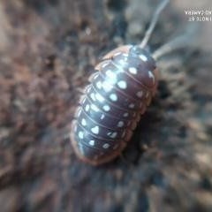 Armadillidium werneri 20os stonogi