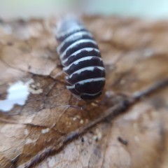 Armadillidium maculatum - zebra isopods 12os stonogi