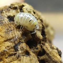 Armadillidium vulgare Magic Potion - stonogi, isopody