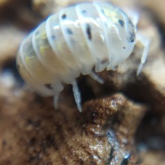 Armadillidium vulgare Magic Potion - stonogi, isopody