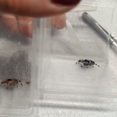 Skakun Phidippus regius Soroa L6-L7 & subadult