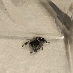 Skakun Phidippus regius Soroa L6-L7 & subadult