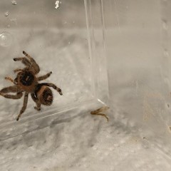 Skakun Phidippus regius Soroa L6-L7 & subadult