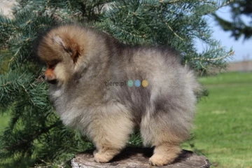 Szpic miniaturowy. Pomeranian