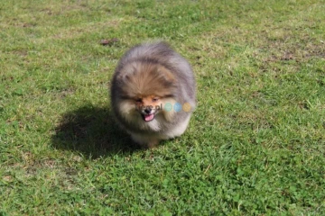 Szpic miniaturowy. Pomeranian