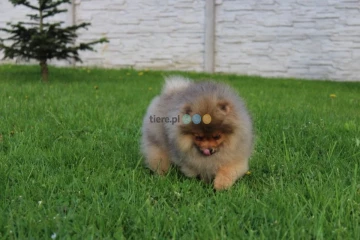 Szpic miniaturowy pomeranian