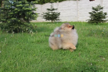 Szpic miniaturowy pomeranian