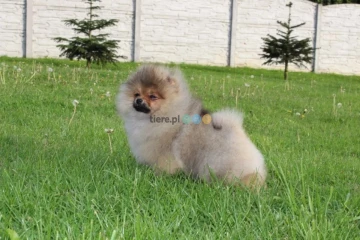 Szpic miniaturowy pomeranian