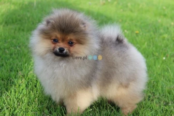 Szpic miniaturowy pomeranian