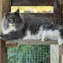 Maine coon ostatnia kotka ALDIS