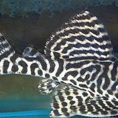 Zbrojnik King Tiger Pleco L-066 zbrojniki glonojady glonojad rybki