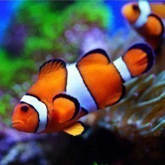 Amphiprion ocellaris  Błazenek Okoniowy Akwarystyka Morska