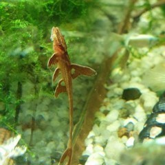 Loricaria red lizard / zbrojnik czerwony, Sklep AKWAREKS