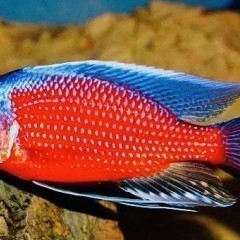 Pyszczak Copadichromis Borleyi Kadango