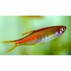 Danio Choprae/Choprai/ myanmarski; ryba 3cm; sklep zoo AKWAREKS