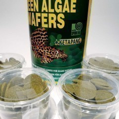 Pokarm Tropical Green Algae Wafers; Sklep AKWAREKS Kraków