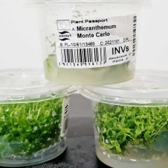 Roślina Micranthemum monte carlo Invitro PLANT {Świat Akwarysty}