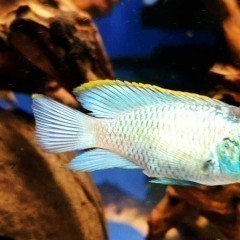 Akara electric blue neon, ryba ok 6 cm; Sklep AKWAREKS