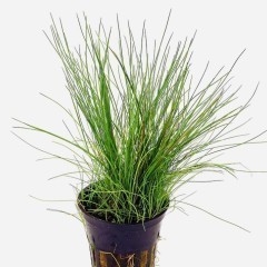 Eleocharis Acicularis -Roślinki w koszyczkach