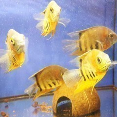 Pielęgnica Severum Rotkeil, F0, dziki odłów, ryba 11-15cm; AKWAREKS