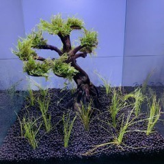 Drzewka Bonsai -Aranżacja