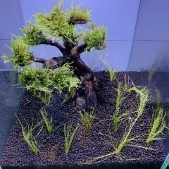 Drzewka Bonsai -Aranżacja