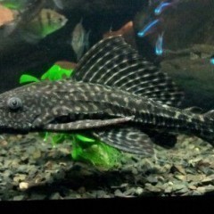 Glonojad Plecostomus {Świat Akwarysty}