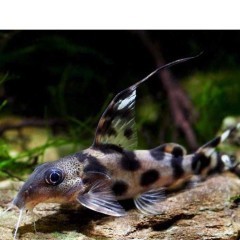 Sumik Synodontis Decorus; min 3 sztuki; ryba ok 5cm; Sklep AKWAREKS