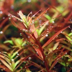 Rotala rotundifolia Colorata - Barwna Rotala Okrągłolistna - AKWAREKS