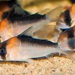 Kirys Adolfa (Corydoras adolfoi) {Świat Akwarysty}