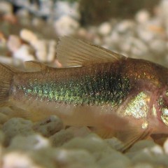 Kirysek spiżowy, kirys, corydoras aeneus, sklep AKWAREKS