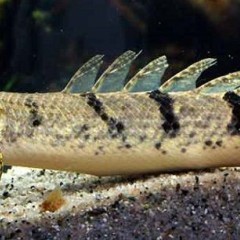 Wielopłetwiec Pancerny (Polypterus Delhezi) {Świat Akwarysty}