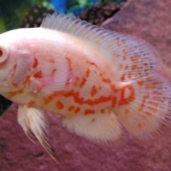 Pielęgnica Pawiooka IMPORT Red Tiger Albinos {Świat Akwarysty}