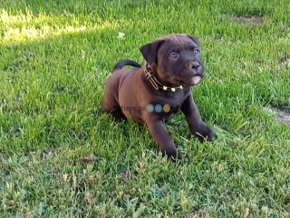 PitBull Red Nose 